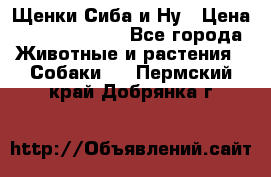 Щенки Сиба и Ну › Цена ­ 35000-85000 - Все города Животные и растения » Собаки   . Пермский край,Добрянка г.